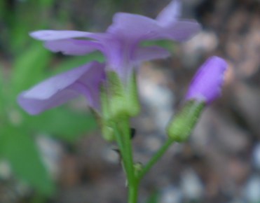 Cardamine bulbifera