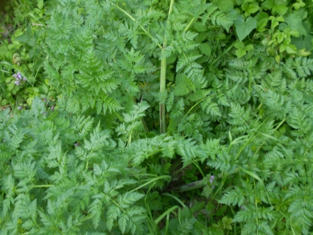 Conium maculatum / Cicuta maggiore
