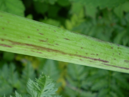 Conium maculatum / Cicuta maggiore