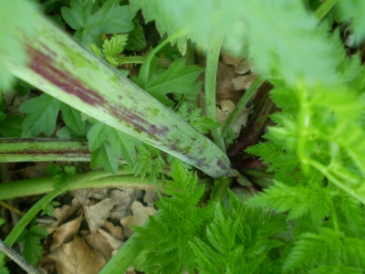 Conium maculatum / Cicuta maggiore