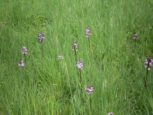 da determinare...: Orchis purpurea, Jesi (AN)