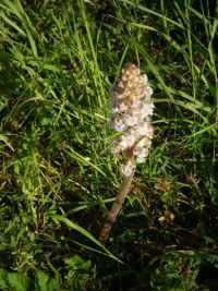 di che si tratta? - Orobanche cfr. minor