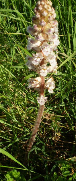 di che si tratta? - Orobanche cfr. minor