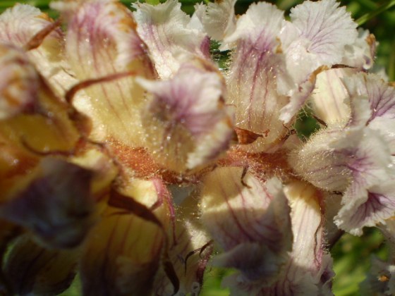 di che si tratta? - Orobanche cfr. minor