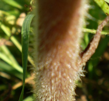di che si tratta? - Orobanche cfr. minor