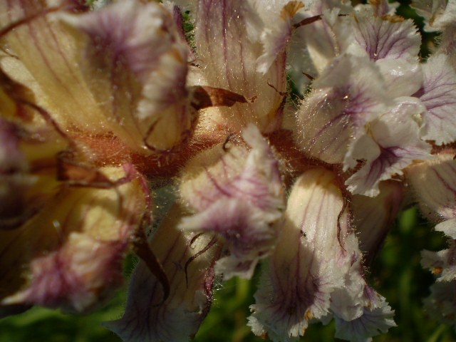 di che si tratta? - Orobanche cfr. minor