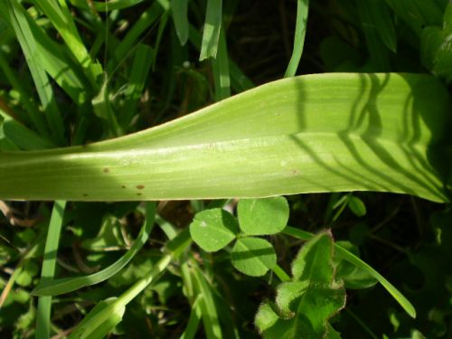 da determinare...: Orchis purpurea, Jesi (AN)