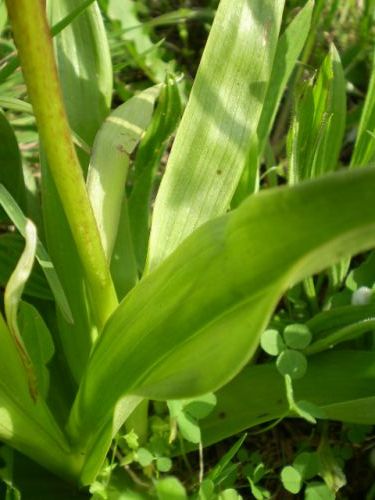 da determinare...: Orchis purpurea, Jesi (AN)