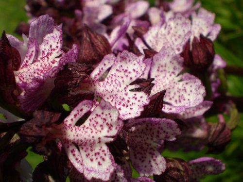 da determinare...: Orchis purpurea, Jesi (AN)
