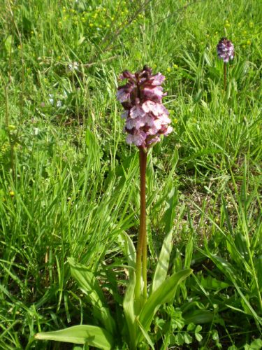 da determinare...: Orchis purpurea, Jesi (AN)