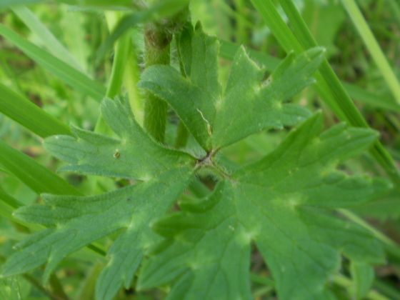ranuncolo comune? - Ranunculus cfr. bulbosus