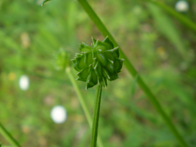 ranuncolo comune? - Ranunculus cfr. bulbosus