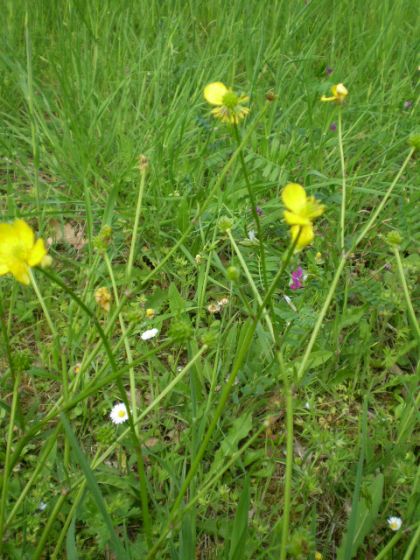 ranuncolo comune? - Ranunculus cfr. bulbosus