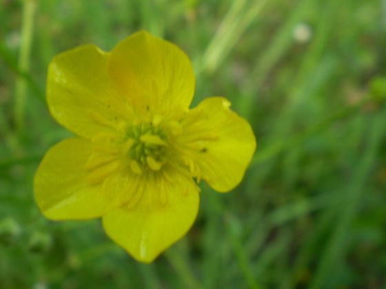 ranuncolo comune? - Ranunculus cfr. bulbosus