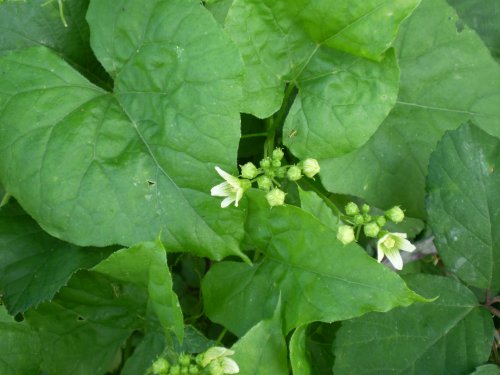 Bryonia dioica / Brionia comune