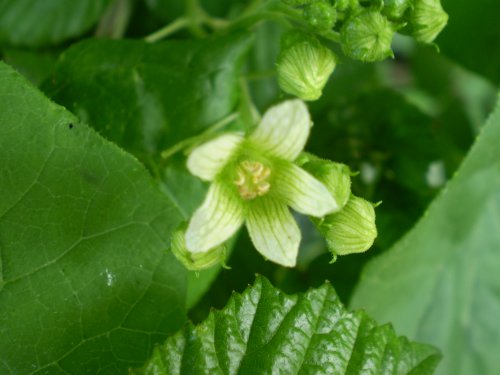 Bryonia dioica / Brionia comune
