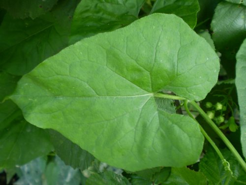 Bryonia dioica / Brionia comune