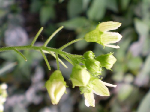 Bryonia dioica / Brionia comune