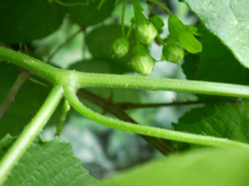Bryonia dioica / Brionia comune