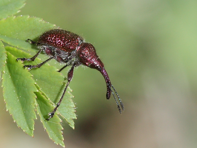 Pentatomoidae + Curculionidae