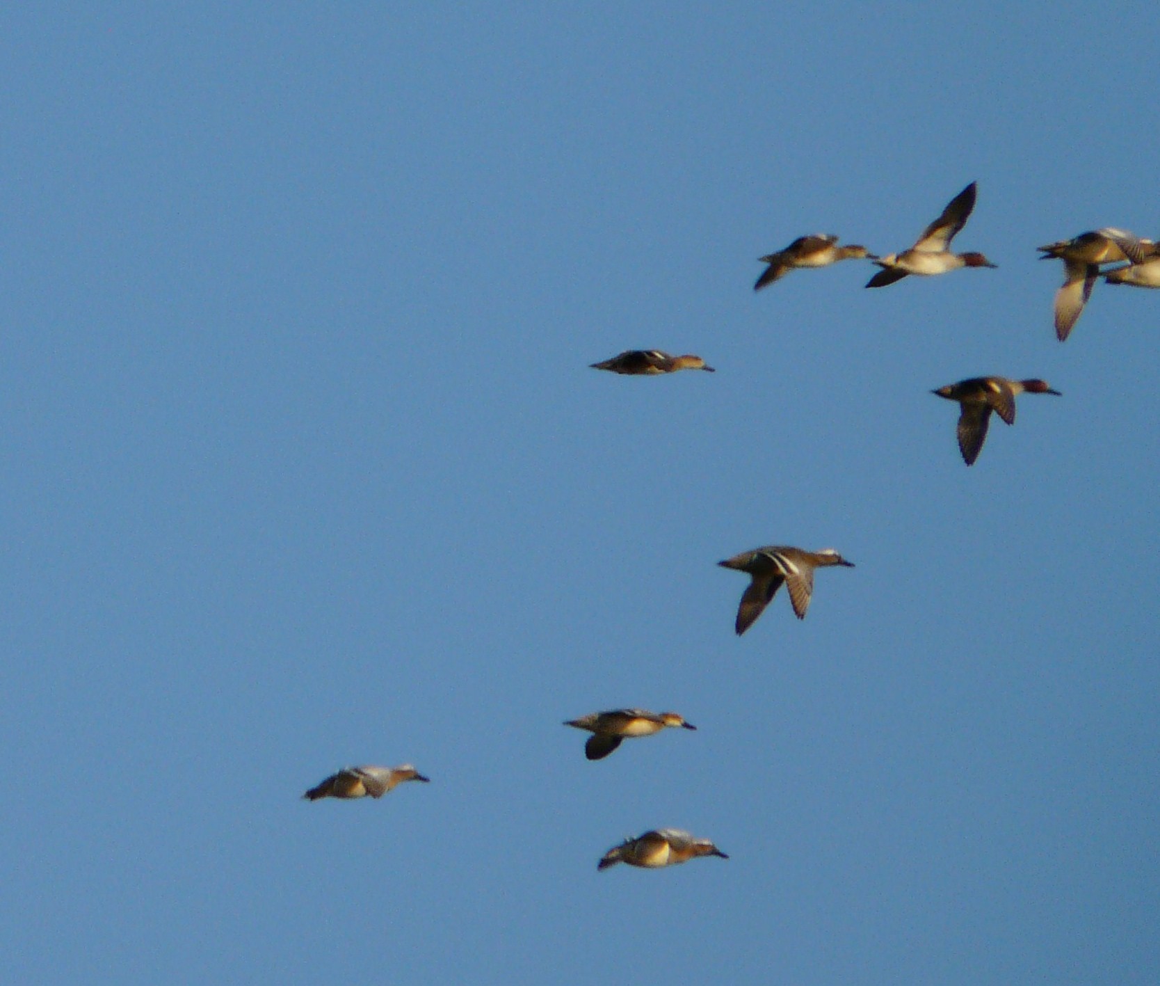 Anatre da identificare... quante specie diverse ci sono?