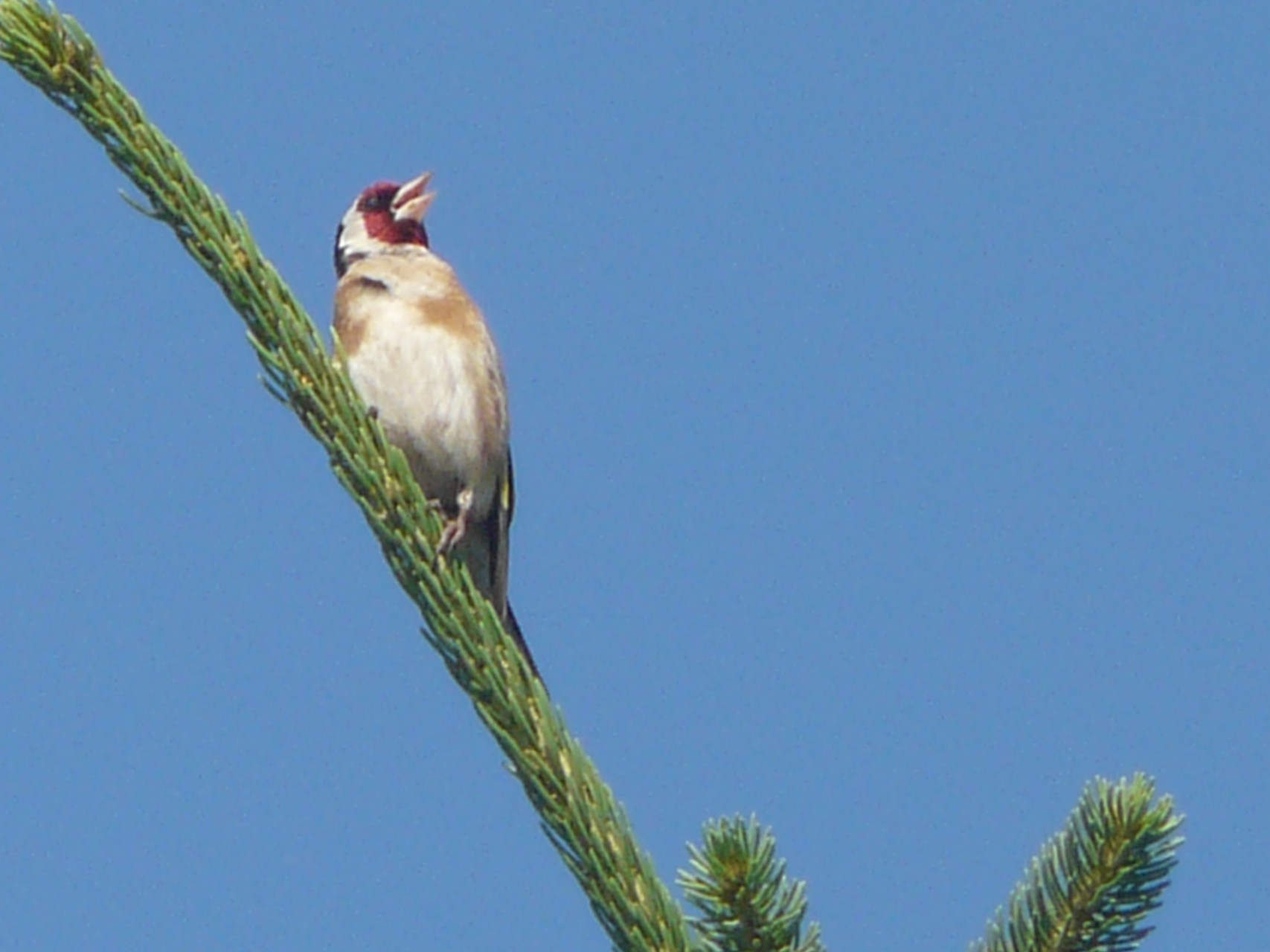 Cardellino canterino