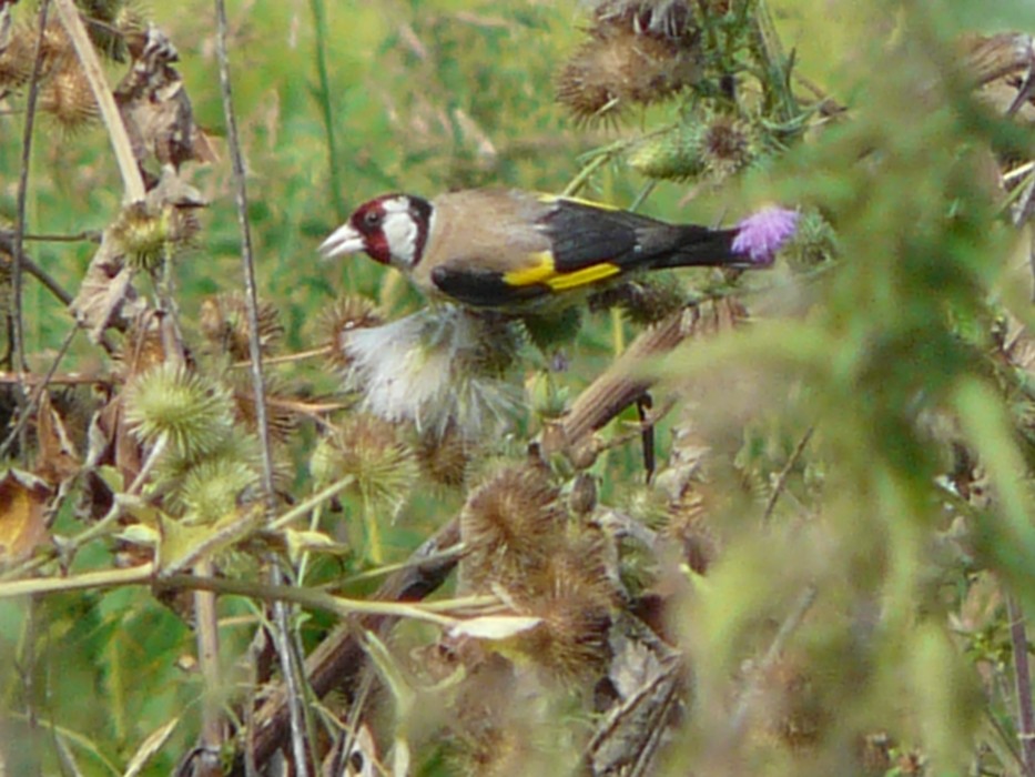 Cardellino canterino