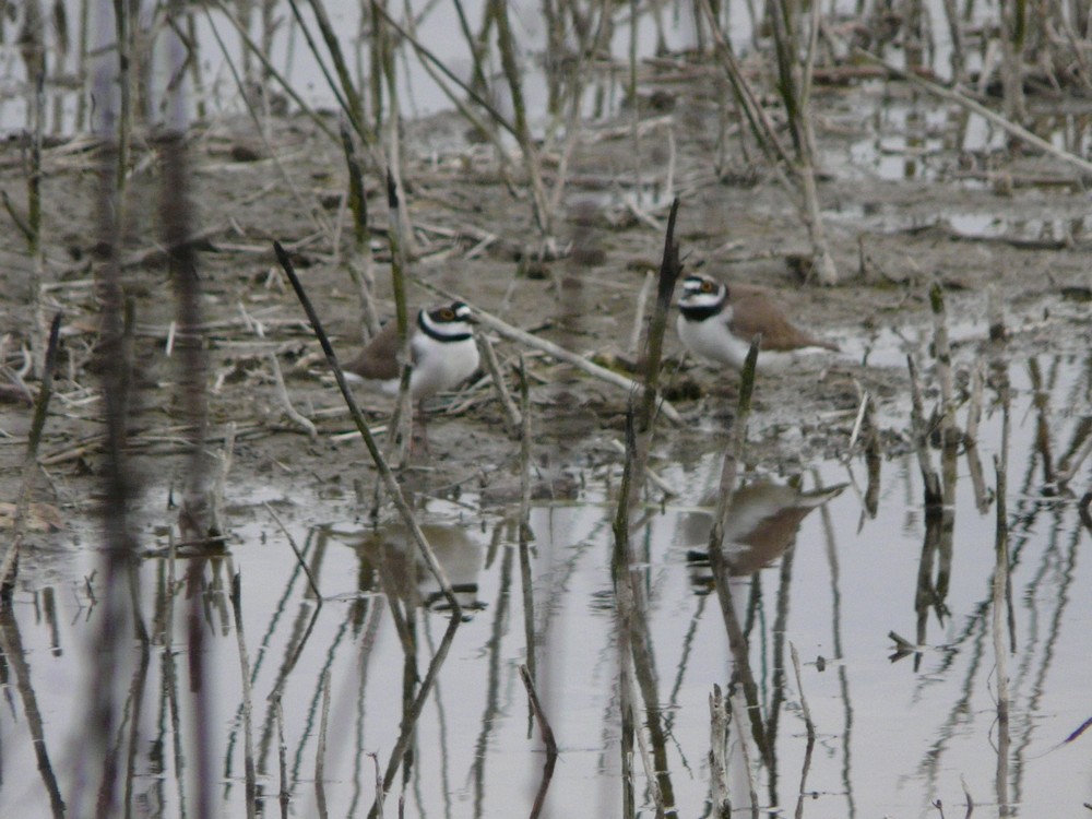Corriere piccolo e grosso?
