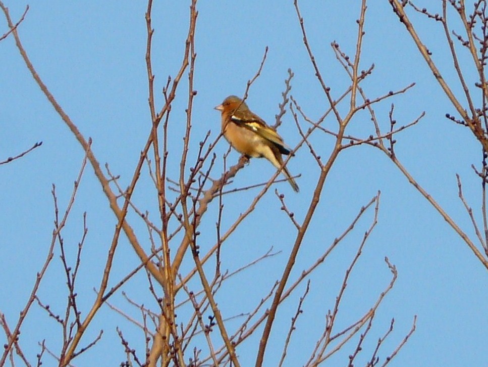 Ancora passeriformi da identificare