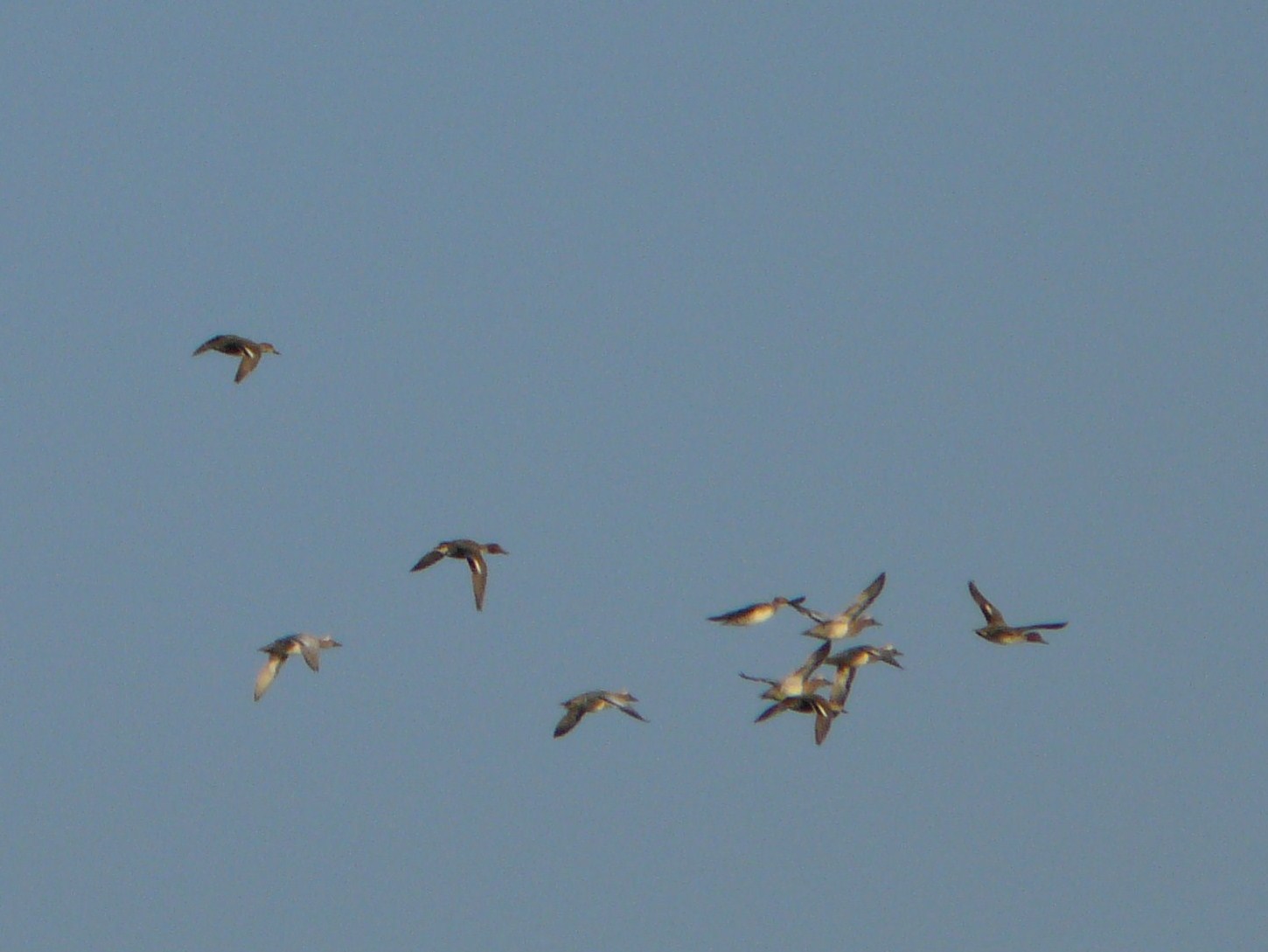 Anatre da identificare... quante specie diverse ci sono?