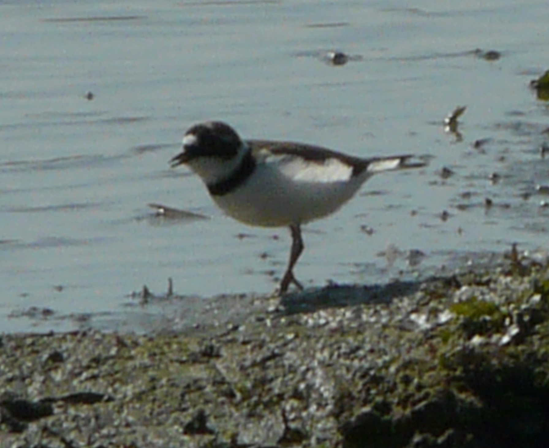 Corriere piccolo e grosso?