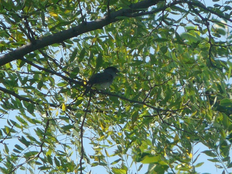 Passeriformi da identificare ( Usignolo e Capinera?)