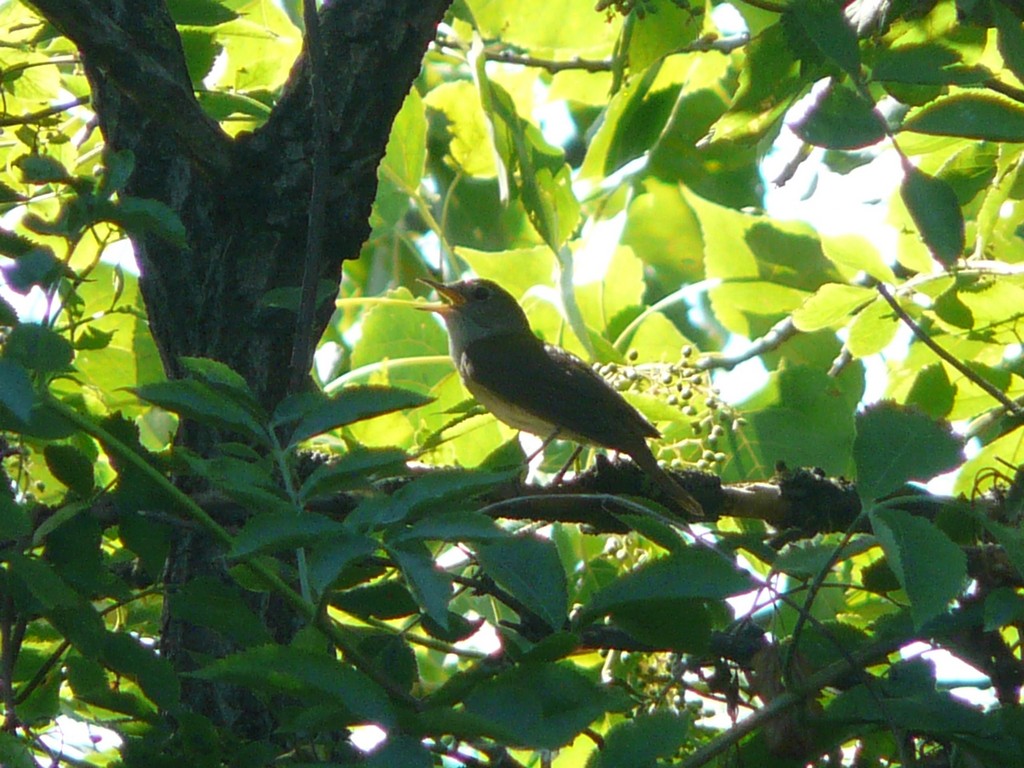 Passeriformi da identificare ( Usignolo e Capinera?)