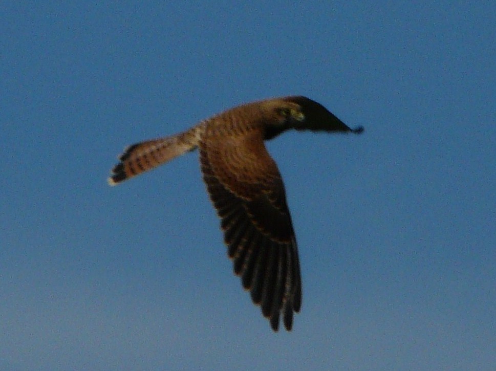 Rapace da identificare