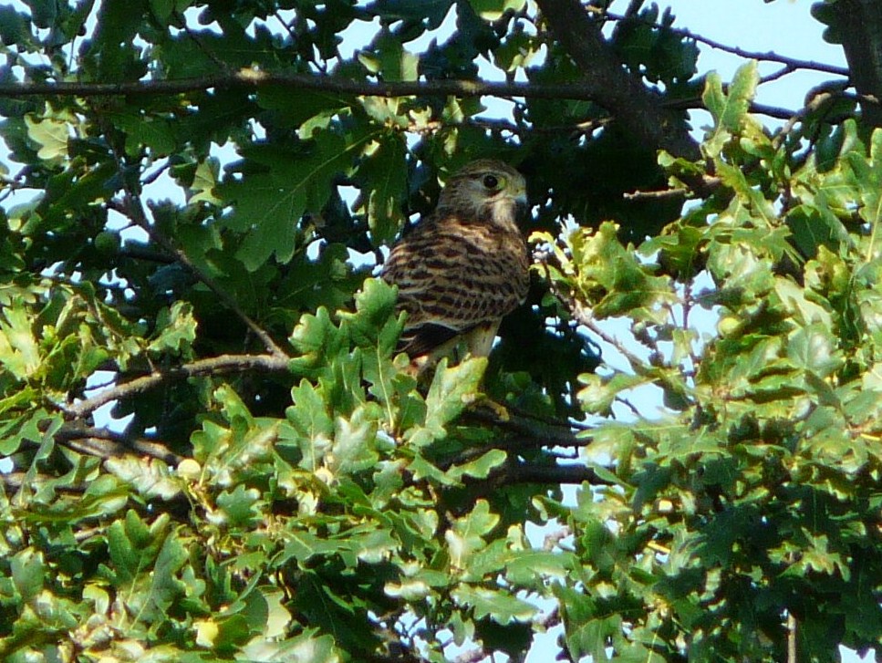 Rapace da identificare
