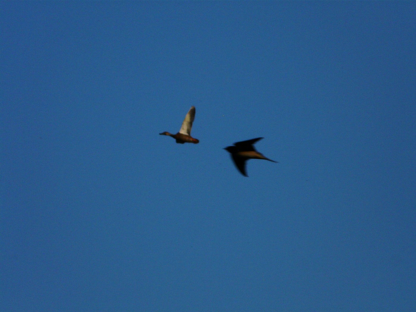 Identificazione anatidi