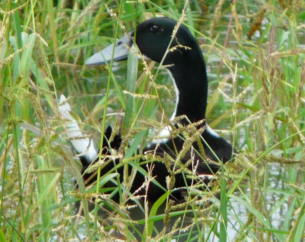 Anatra da identificare