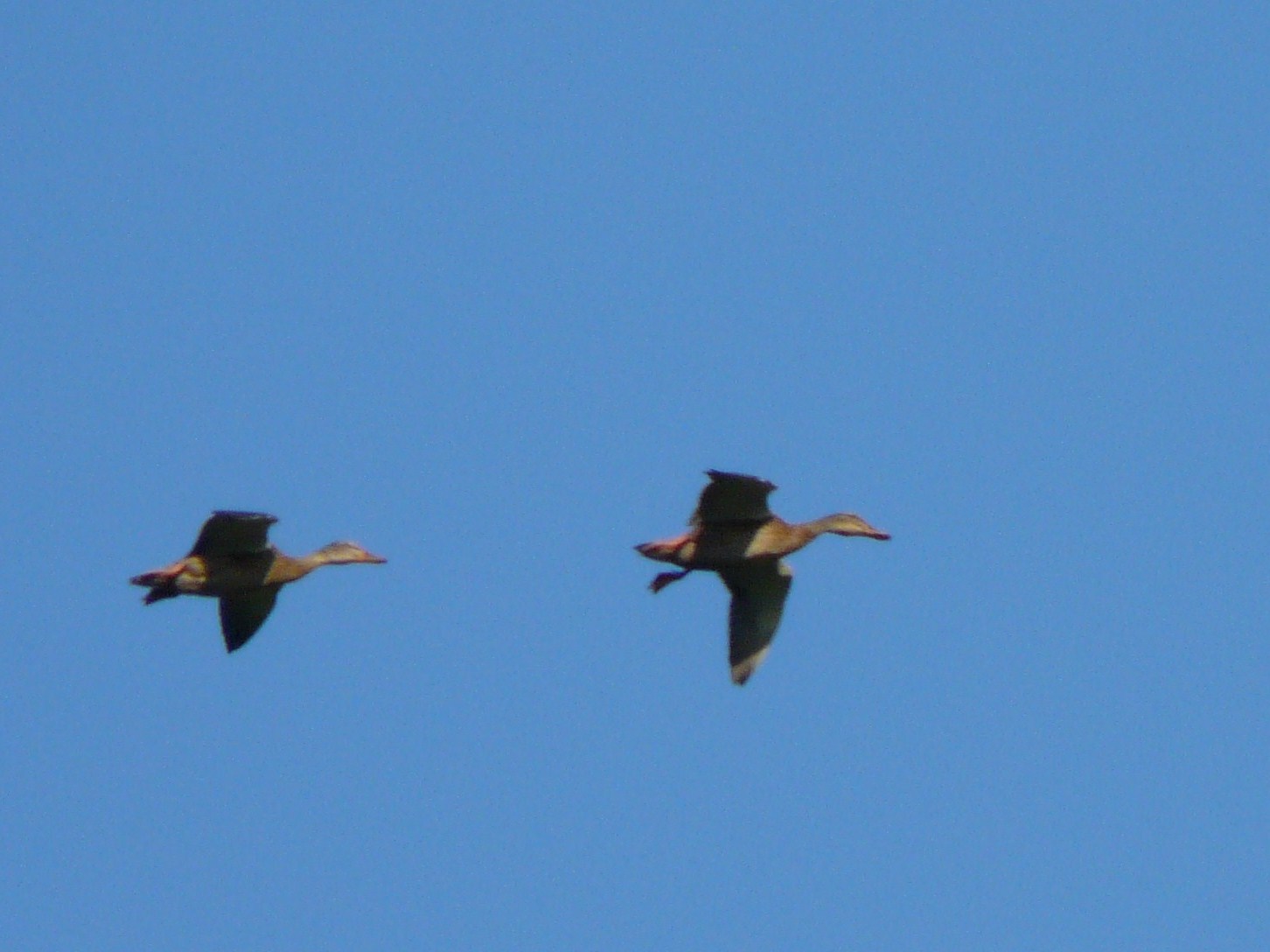 Identificazione anatidi