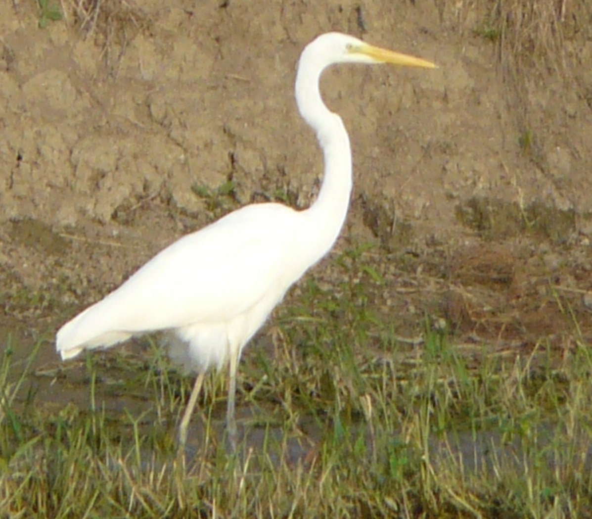 Airone Bianco maggiore (prima segnalazione stagionale)