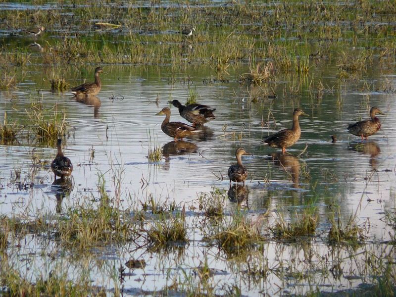Identificazione anatidi