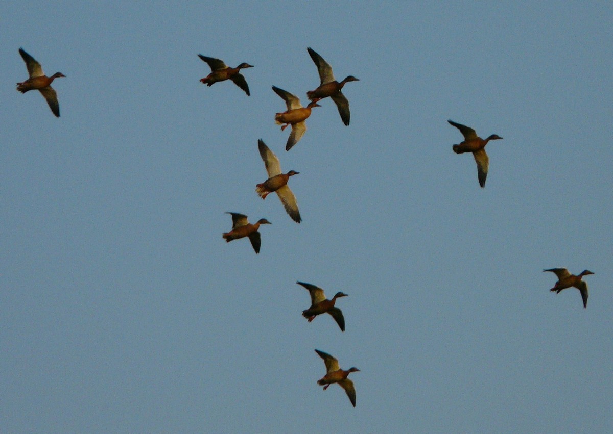 Identificazione anatidi