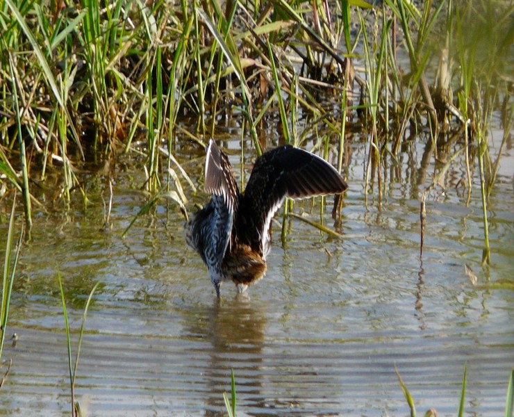 La toilette del Beccaccino