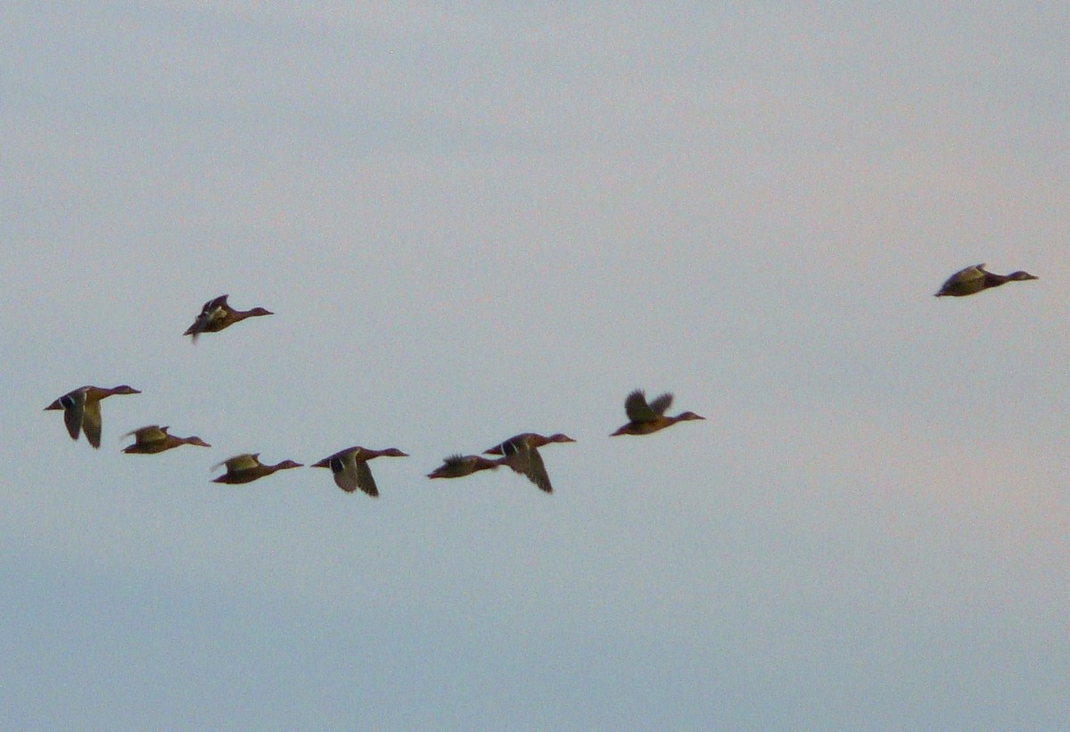 Identificazione anatidi