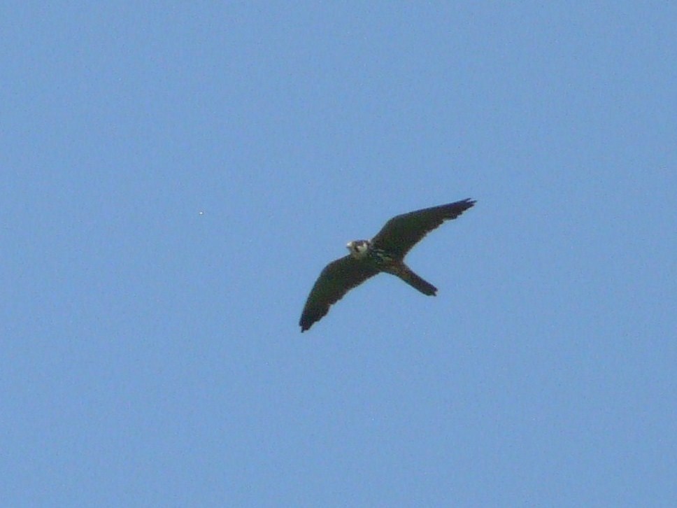 Rapace da identificare anche per me