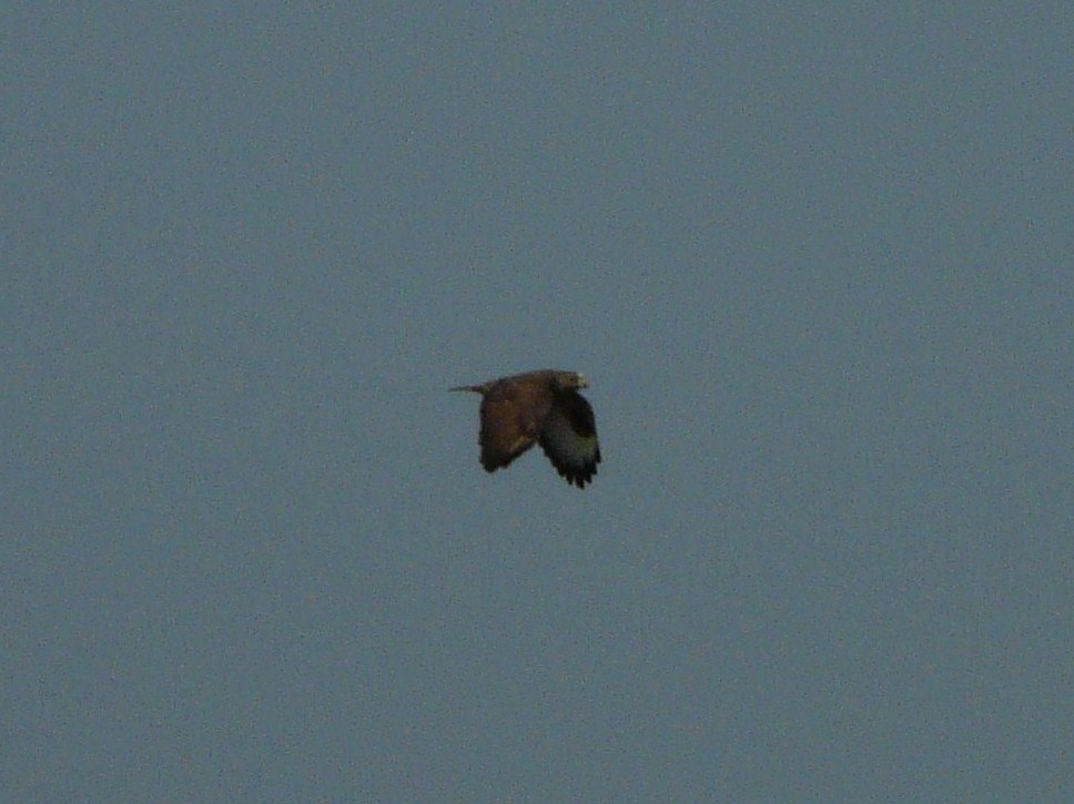 Rapace da identificare