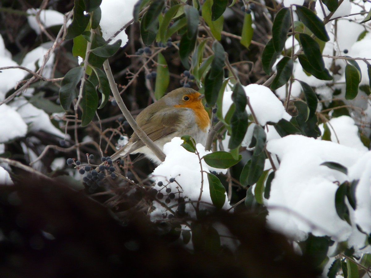 Pettirosso palla di neve , miniserie.