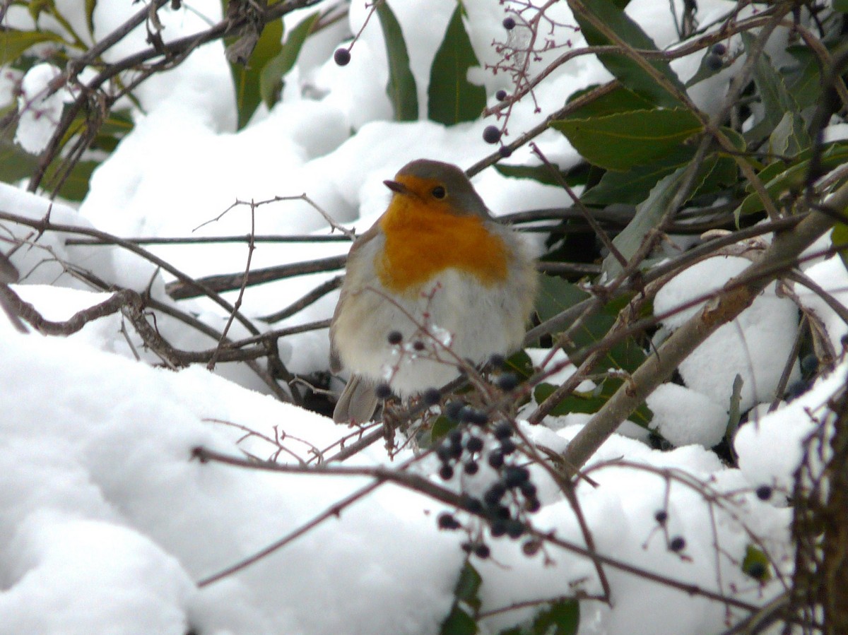 Pettirosso palla di neve , miniserie.