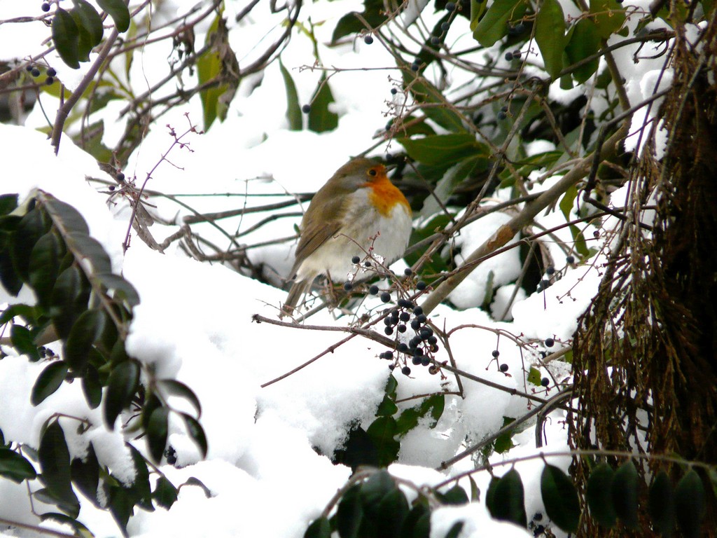 Pettirosso palla di neve , miniserie.