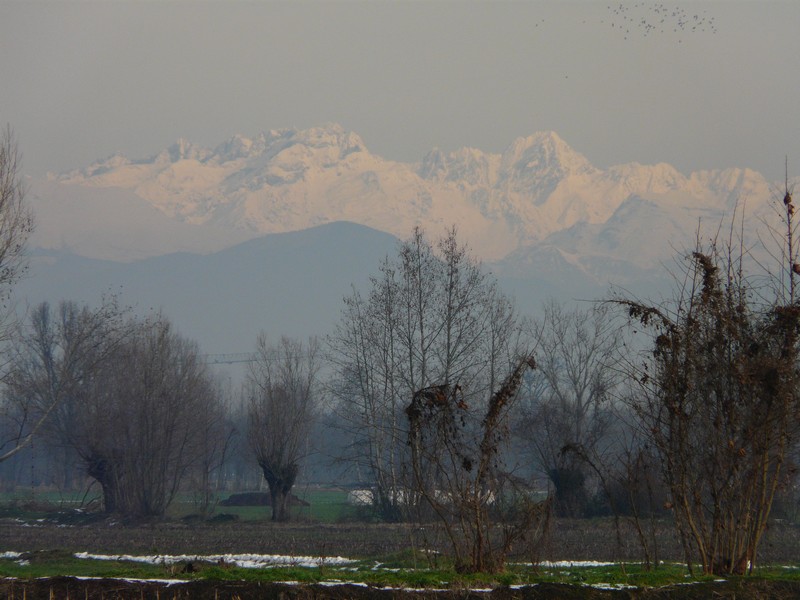 Airone bianco invernale