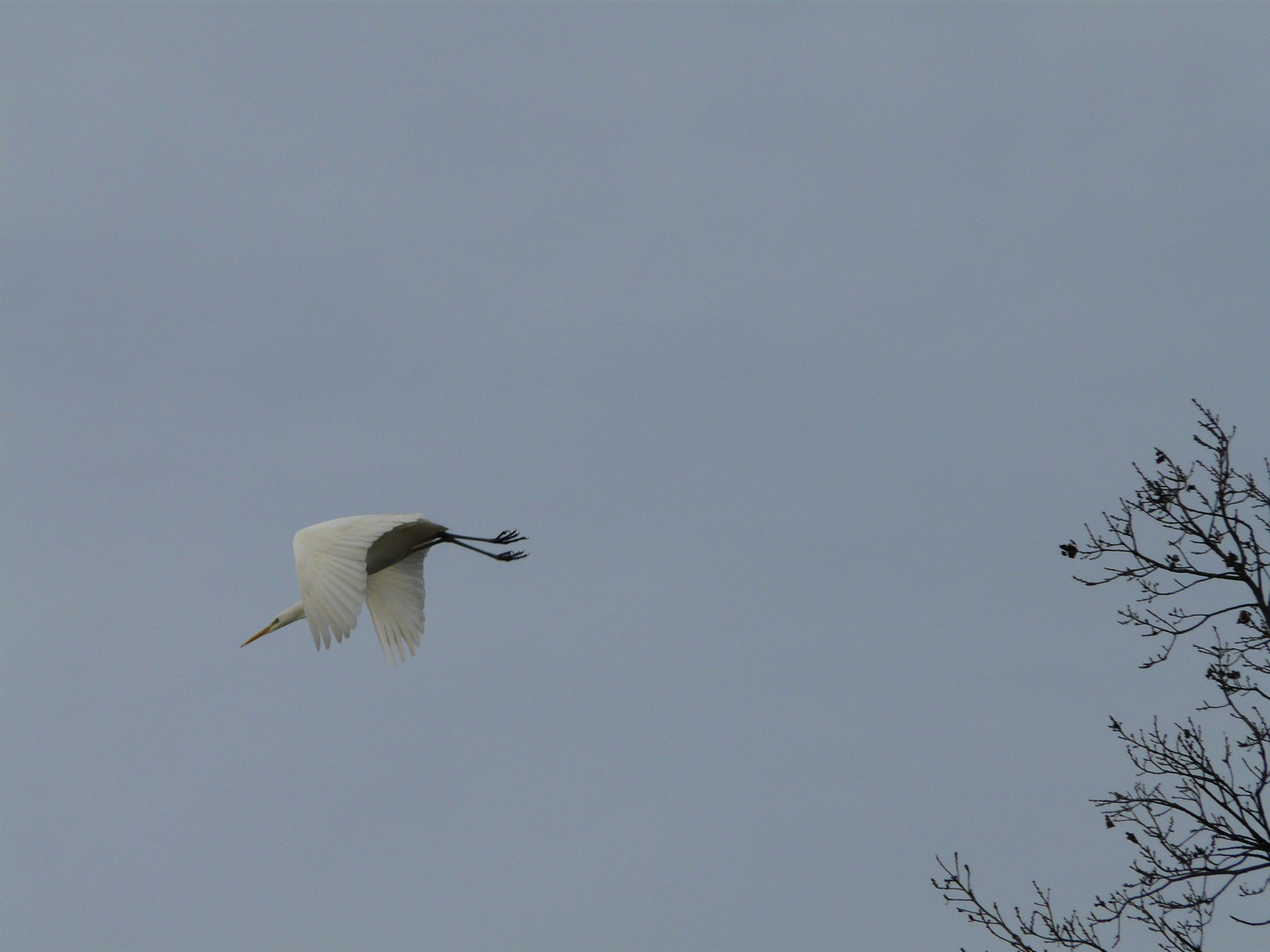 Airone bianco invernale